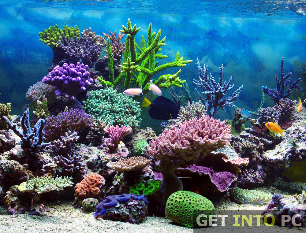 Aquarium 3D Screensaver Free