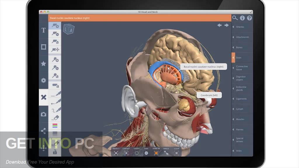 Complete Human Anatomy Primal 3D Interactive Series Latest Version Download-GetintoPC.com